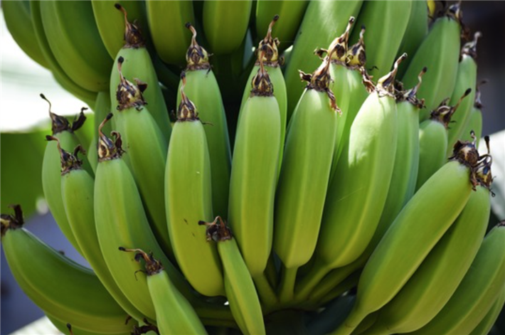 Über 11 Kilogramm Bananen konsumieren wir Deutsche jedes Jahr pro Kopf. GNF und Bodensee-Stiftung zeigen, dass ihr Anbau und der Erhalt biologischer Vielfalt kein Widerspruch sein müssen. Foto © Rajesh Balouria / Pixabay