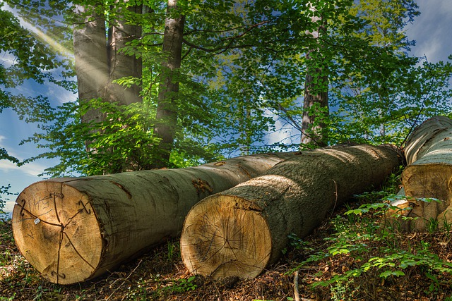 Holz ist vielen anderen Baustoffen überlegen. © analogicus, pixabay.com
