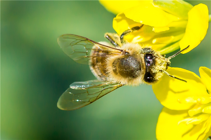 Die EU war nicht bereit, die Anwendung des Pestizids Glyphosat in blühende Pflanzen zu verbieten. © Wiebke Haarbrandt, pixabay.com