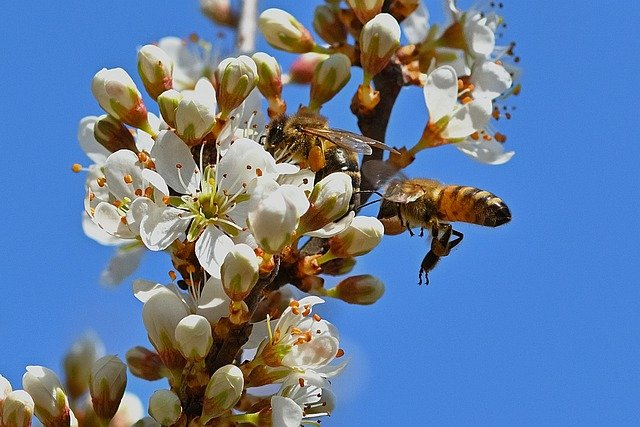 Wildbienen finden oft keine Nahrung mehr. © jggrz, pixabay.com