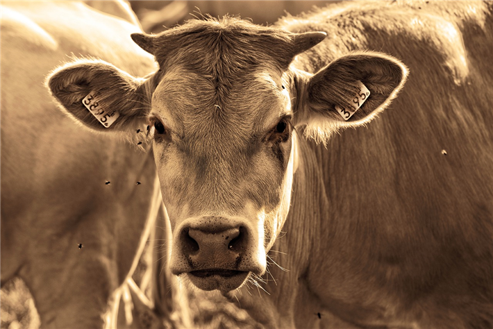 Der kritische Agrarbericht 2024 trägt den Schwerpunkt 'Tiere und die Transformation der Landwirtschaft'. © MabelAmber, pixabay.com