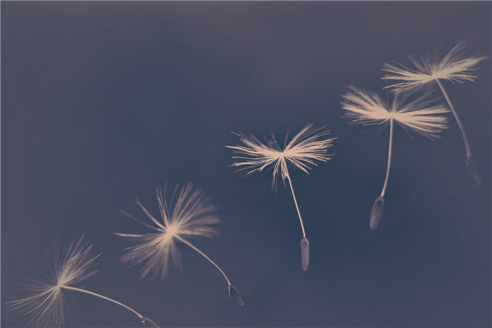 Die Löwenzahn-Samen im Logo der Gemeinwohl-Ökonomie symbolisieren nicht nur das Wachstumspotenzial der Idee, sondern auch deren spezielle Anpassungsfähigkeit. © kranich17, pixabay.com