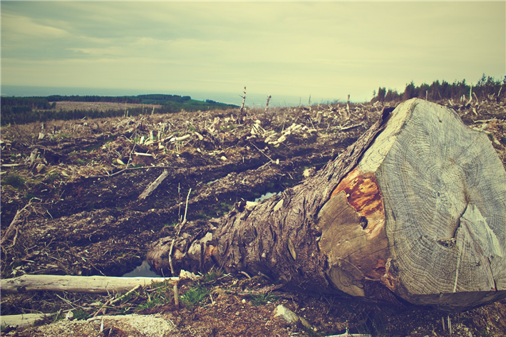 Die EU ist zweitgrößter Importeur von tropischer Entwaldung © Picography, pixabay