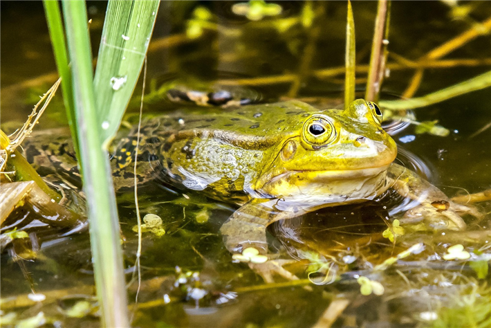 Auf Antrag der EU, dem größten Absatzmarkt für Froschschenkel, wurden europäische Wasserfrösche unter Schutz gestellt. © Kathy Büscher, pixabay.com