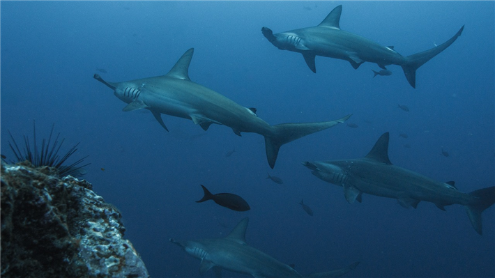 Für 60 Haiarten gelten erstmals weltweite Handelsbeschränkungen. Darunter auch sechs Hammerhaiarten. © baechi, pixabay.com