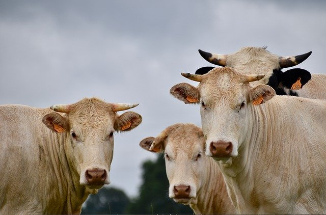 Die Weidehaltung von Rindern kann positive Effekte auf die Umwelt und das Klima haben.© JACLOU-DL, pixabay.com