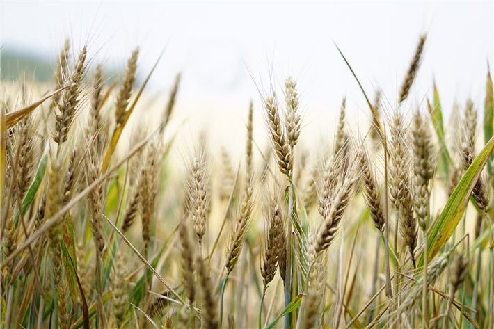 Wissenschaftler haben für vier verschiedene Klimaszenarien simuliert, welchen Effekt der Klimawandel auf die globale Produktion von Mais, Reis, Soja und Weizen hat. © kirahoffmann, pixabay