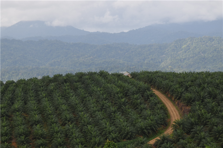 Entwaldungsfreie Lieferketten stellen sicher, dass für den Anbau von Agrar- und anderer importierter Rohstoffe keine Wälder zerstört werden und reduzieren damit die Emission von Treibhausgasen. © Global 2000, cc by-nd 2.0