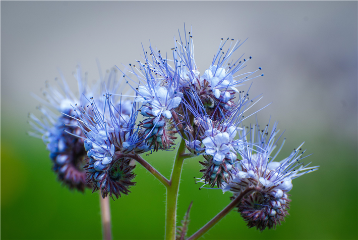 Phacelia - auch Bienenfreund - sorgt als Gründüngung für die Bodenverbesserung. &copy; denkoktoor, pixabay.com