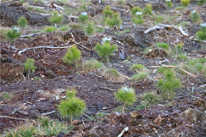 Die Wiederaufforstung ist eine preiswerte und wirksame Methode zum Klimaschutz. © Mateusz_foto, pixabay.com