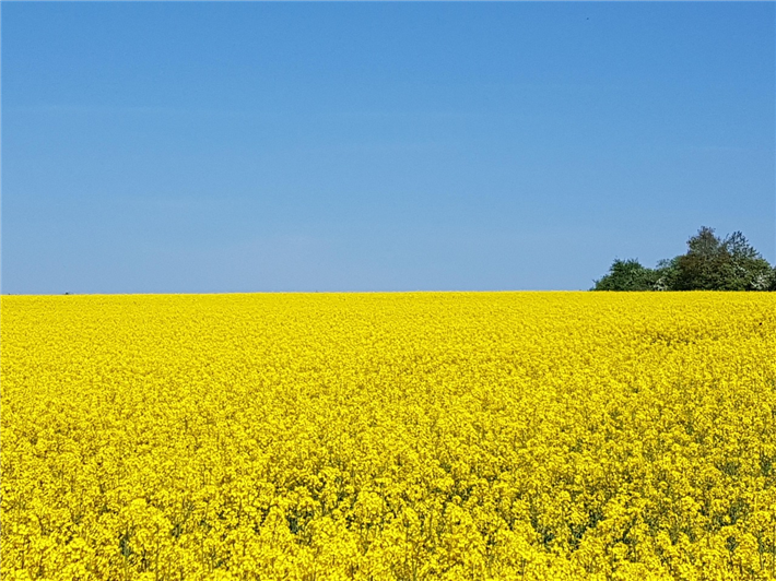 Die DUH warnt davor, auf sogenannte Zwischenfrüchte und Pflanzen von stark degradierten Flächen wie Raps als neue Wunderlösung für Kraftstoffe im Verkehr zu setzen. &copy; back-inbalance, pixabay.com