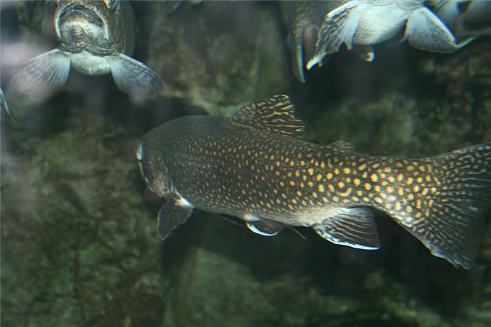 Fischzucht in Indoor-Aquakulturanlagen kann ihren Beitrag zur nachhaltigen Bewirtschaftung unseres Planeten leisten. © piqsels.com