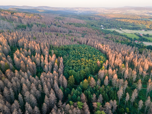 Auf Basis von Satellitenbildern stellt eine interaktive Internetplattform den Zustand aller Wälder in Europa dar. © colin00B, pixabay.com