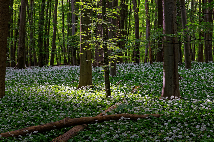 Nicht erst seit heute gilt der Wald als ein Ort der Erholung. © 9685995, pixabay.com