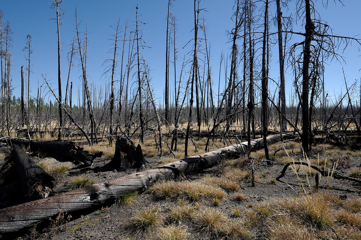 Erste globale Klimarisikokarte für den Wald
