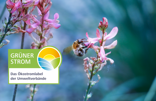 Bienenstrom – mit dem Grüner Strom-Label zertifiziert