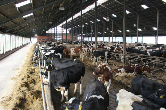 Weniger Ammoniak und mehr Tierwohl durch bessere Belüftung
