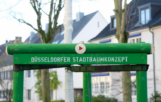 Zukunftsbäume spenden in Düsseldorf Schatten und Kühlung