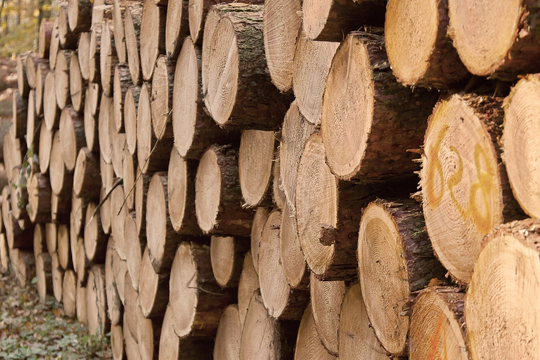 Holzenergie ist nicht zukunftsfähig, sondern zerstört Wälder und Klima