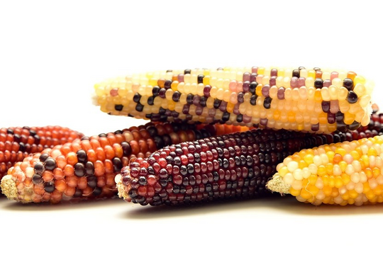 Einspruch gegen Patent auf Mais mit altbekannten Eigenschaften