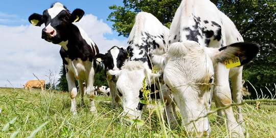 Agrarpolitik: EU-Reformen bieten Chance für gezielte Tierwohl-Förderung