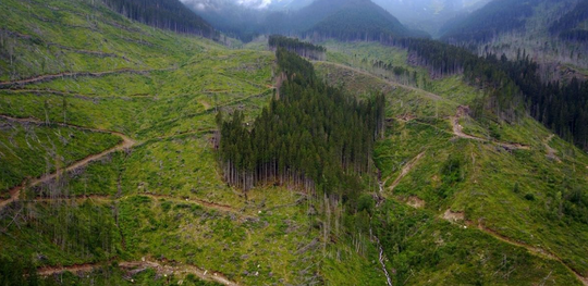 Stoppt die Abholzung! 106.000 Menschen fordern Schutz für Rumäniens Wälder
