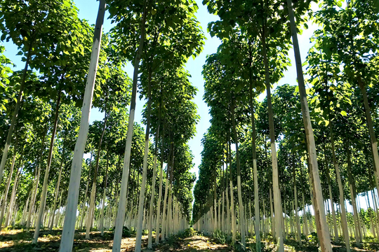 Besonders klimaschonendes Bauen dank Weltneuheit