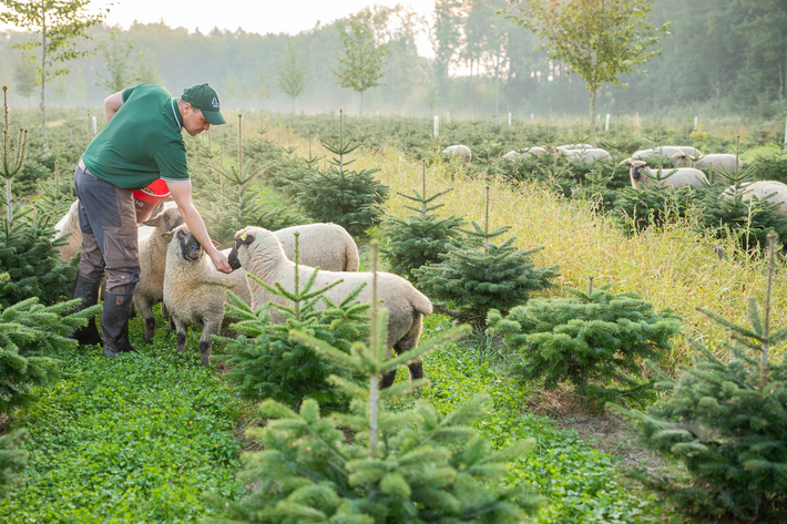 Christbaum? Am besten bio!