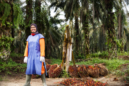 RSPO fordert:
