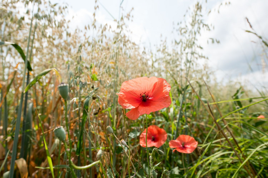 Welttag der Biodiversität