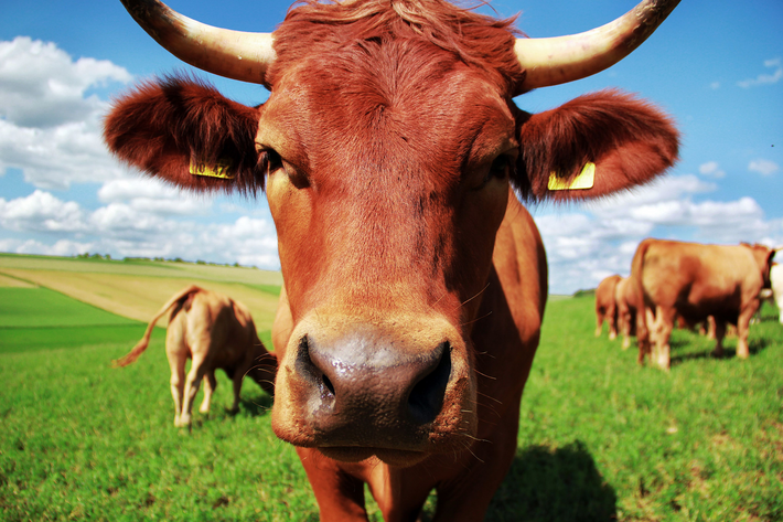 Genuss braucht Qualität und Qualität braucht nachhaltige Landwirtschaft