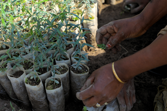 EthioTrees ist das Leuchtturm-Projekt 2026