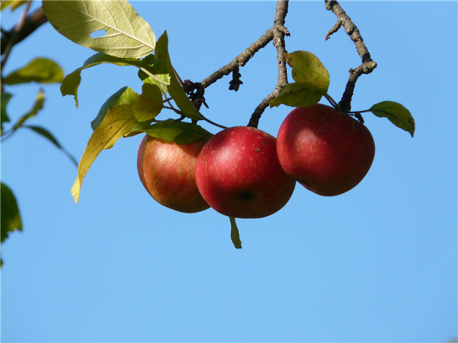 Vererben kann Früchte für alle tragen. Dazu soll es stärker ins Bewusstsein der Öffentlichkeit gerückt werden, um Tabus und Hemmschwellen abzubauen. ©Pixabay