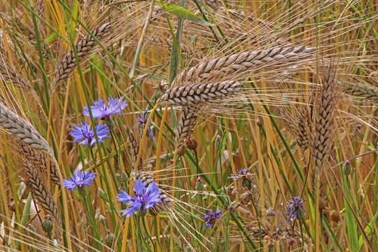 Bio-Branche weist GAK-Sparpläne entschieden zurück