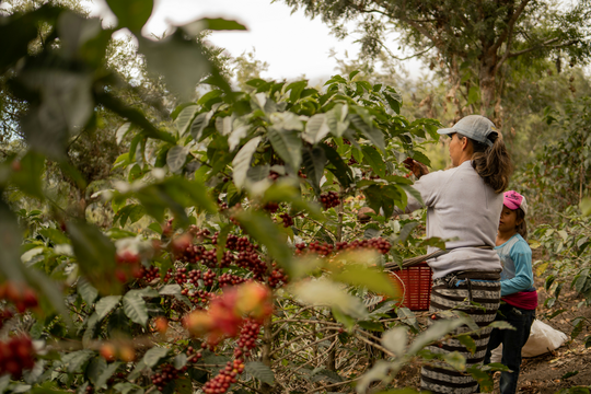 Stiftung Warentest empfiehlt Fairtrade