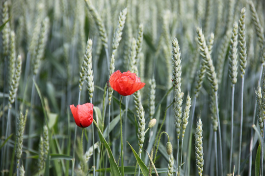 Agrarpolitik im Rückwärtsgang stoppen