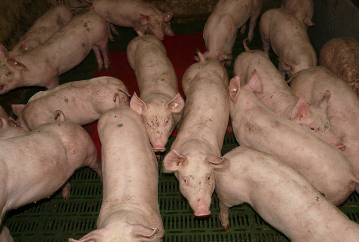Verbände-Bündnis geht Ursachen für zu hohen Antibiotikaeinsatz in der industriellen Tierhaltung an
